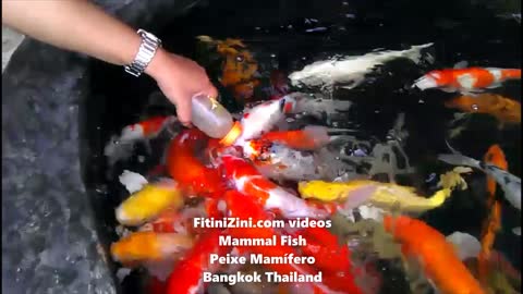 #MammalFish #Bangkok #PoissonMammifère #PeixeMamífero #PezMamífero #SäugetierFisch #Thailand