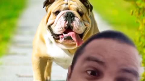 Bulldog Inglês 18/20