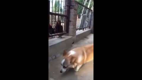 Corgi Fights Chicken and Chickens Out