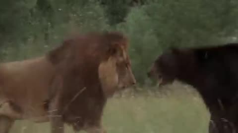 Bear vs lion