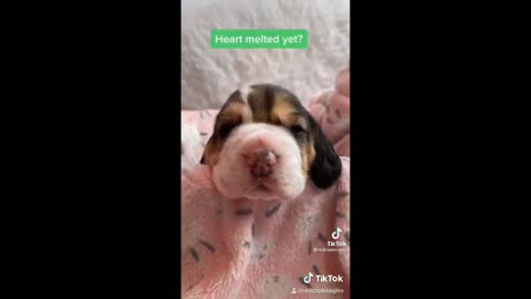 Baby Dog, Very Cute and Funny - Tiktok Dogs (Funny Animals #345)