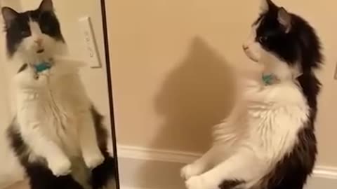 Funniest_Animals_cat & DOGS &, more_Videos_Will_Make_You_Laugh_#31_-_Funny_Animal_Videos2023