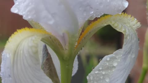 Arctic blue bearded iris