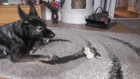 German Shepherd welcomes newborn baby chicks