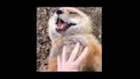 Fox Laugh Funny Animal Moment