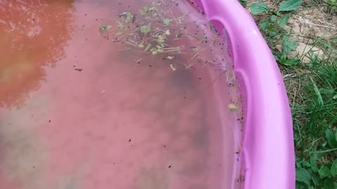 The Tree Frogs Left Us Tadpoles To Raise For Them.