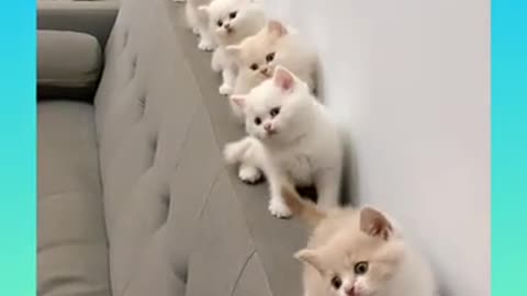 cute cats in a row | BeasT 247