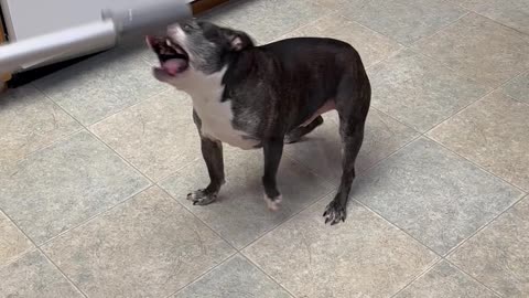 Boston Atticus Attacks Vacuum Hose