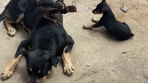 Rooster Chick Plays with Puppy