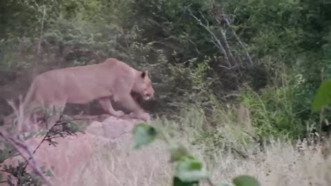 Lioness catch kudu bulls while fighting