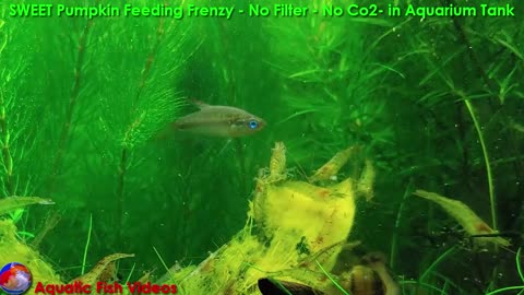 SWEET Pumpkin Feeding Frenzy- No Filter - No Co2- in Aquarium Tank