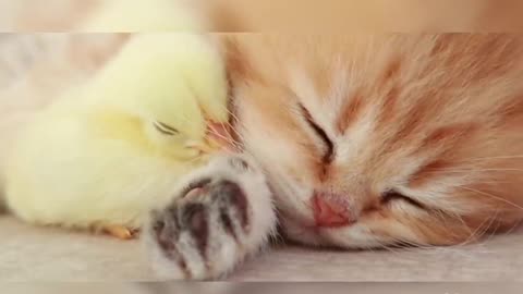 Kitten sleeps sweetly with the Chicken