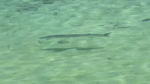 Barracuda at Dry Tortugas