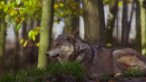 sleepy wolf