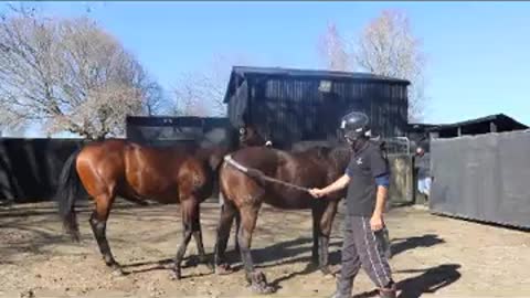 Horse cross breeding