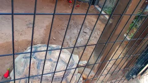 HUGE FAT TORTOISE TRYING TO ESCAPE AFTER TORTOISE STEALS HIS FOOD SPIKE GOES CRAZY-10