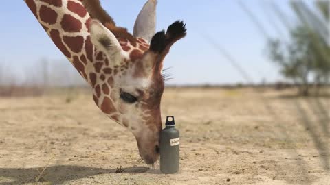 Elephant vs Giraffe Water Fight