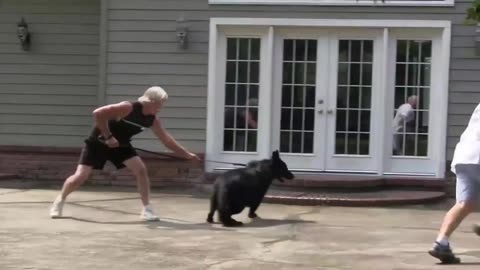 Dog training video best video for trainers please watch