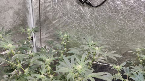 Week 3 Fire OG/Alien Rift Last Run (3 clones)