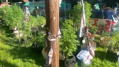 Marijuana seven feet high 30 gallon containers pure Michigan/ Middle