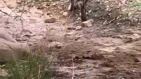 Tiger killed dog, Tiger attack dog