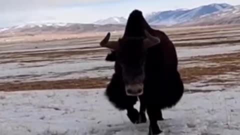 We met this wild yak in the plateau snow mountain, and he attacked us