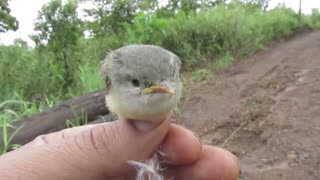 Rescuing Small little bird