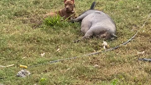 Pitbull Playing With His Pig Friend