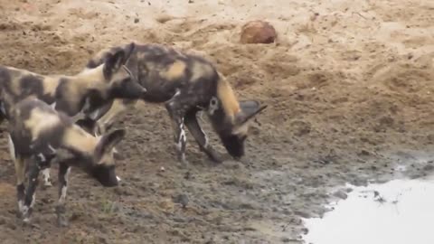 Animals Seeing Themselves For The First Time!