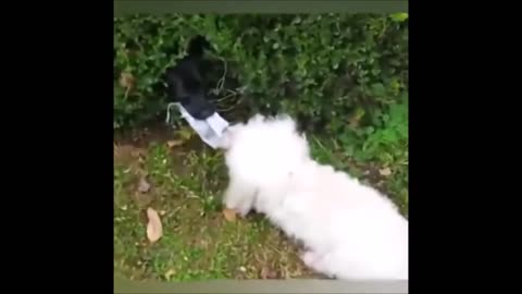 funny cat video