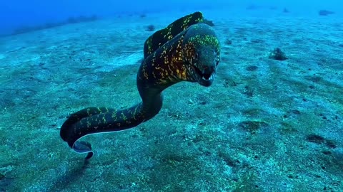 Some curious Moray Eel swimming on the sand bottom of Tokyo island