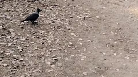 Crow 🐦 Video By Kingdom of Awais