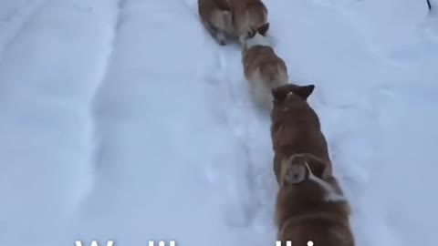 This is the cutest hiking trail in the whole world! 🐶💖❄️