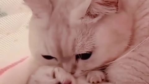 Cute Cats 🐈 😻