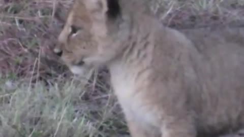 Cute Baby Lion Cub Calling it's Mother