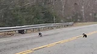 Mama Bear and Cubs Spotted on Road