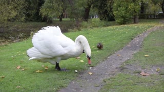 Beautiful goose swallows the dry chips