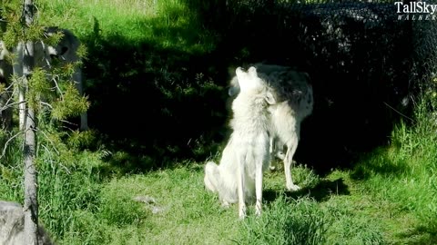 Wolves Howl at the Grizzly and Wolf Discovery Center, West Yellowstone, MT