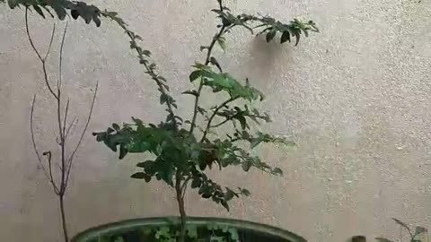 Bonsai mandarin tree