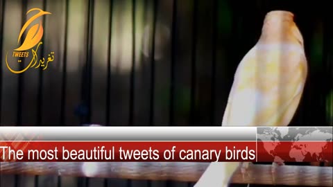 The most beautiful tweets of canary birds