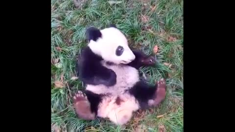 Cute and Funny Panda Videos part 2