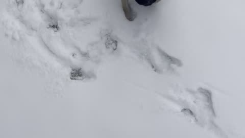 My pug exploring the snowy backyard.