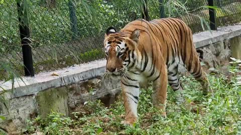 Bannergatta Royal Bengal Tiger