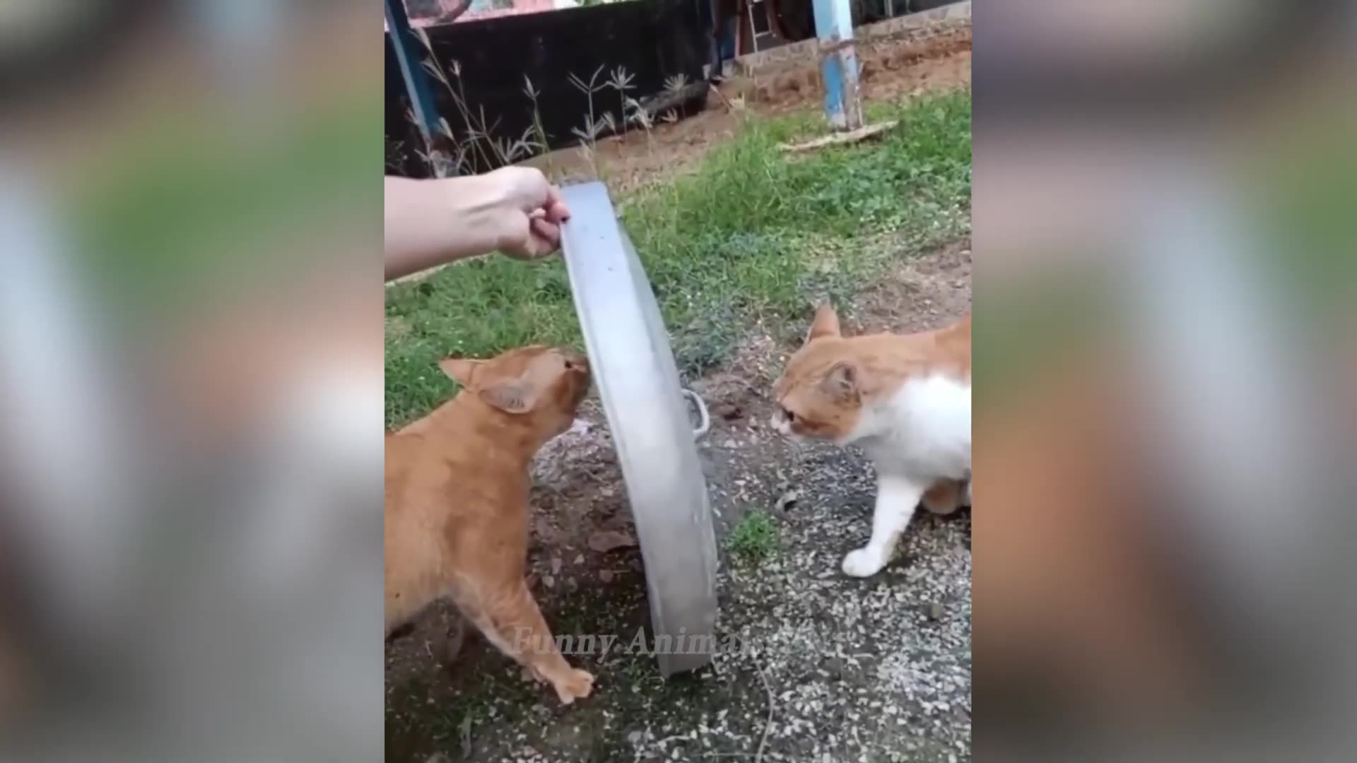 Cat Rumble Fun cats