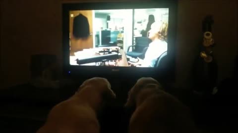 ar de Golden Retrievers no pueden dejar de ver "Marley & Me"