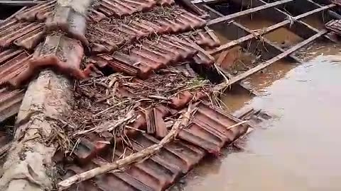 Pigs on the roof - flood in Muçum, Brazil