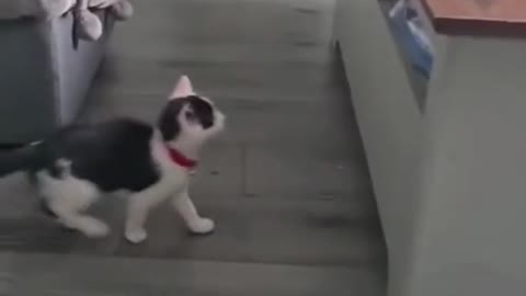 Kitten taking a walk..Funny dog fails 2022|Try not to laugh😆😂