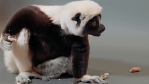 coquerels sifaka monkey