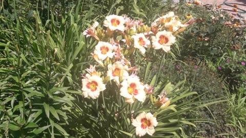 Daylily bush