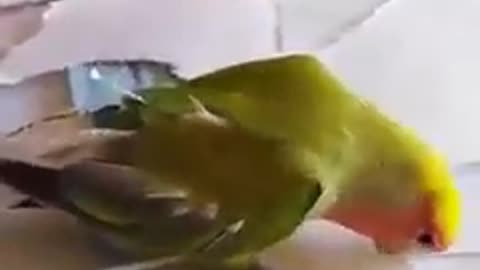 Parrot making own feather with paper🦜